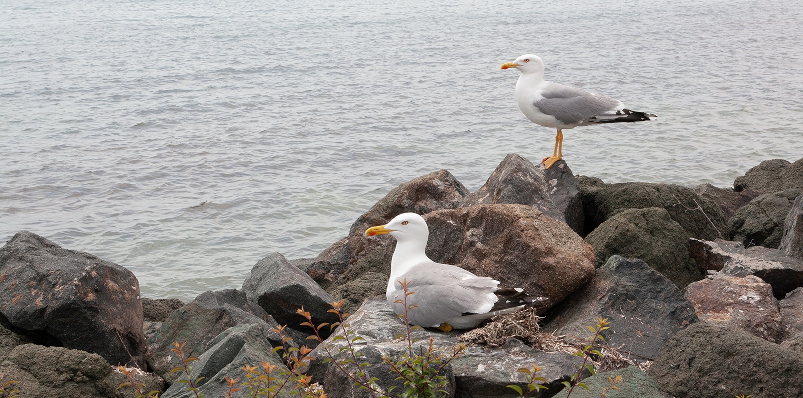 Rafał Toborek, Naturofonia: Bułgaria, Słoneczny Brzeg
